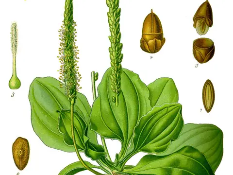 Plantain (Plantago major)
