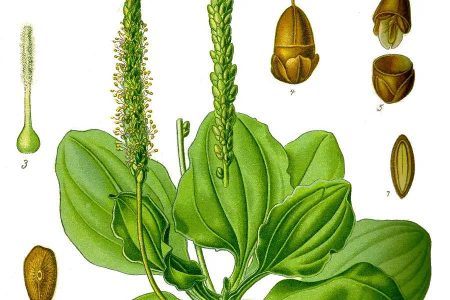 Plantain (Plantago major)
