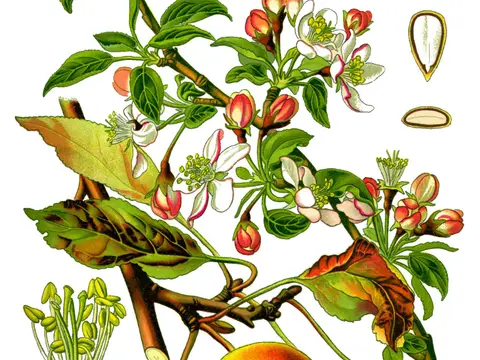Pommier (Malus domestica)
