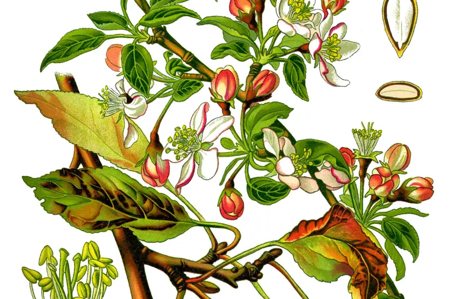 Pommier (Malus domestica)