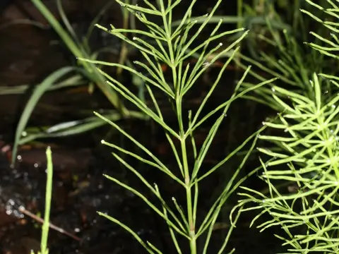 Prêle (Equisetum arvense)