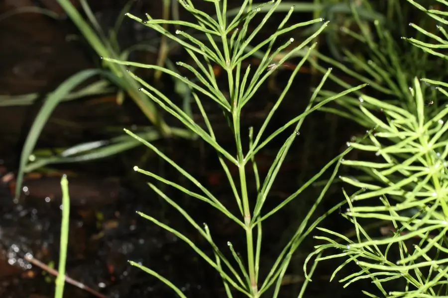 Prêle (Equisetum arvense)