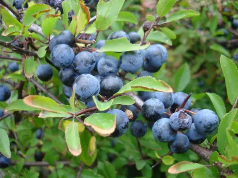 Prunellier (Prunus spinosa)