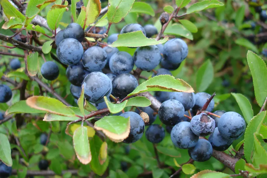 Prunellier (Prunus spinosa)