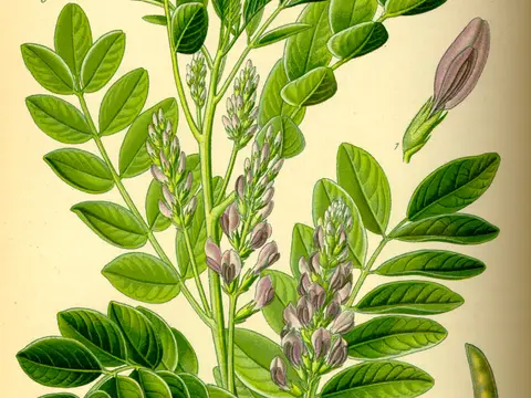 Réglisse (Glycyrrhiza glabra)