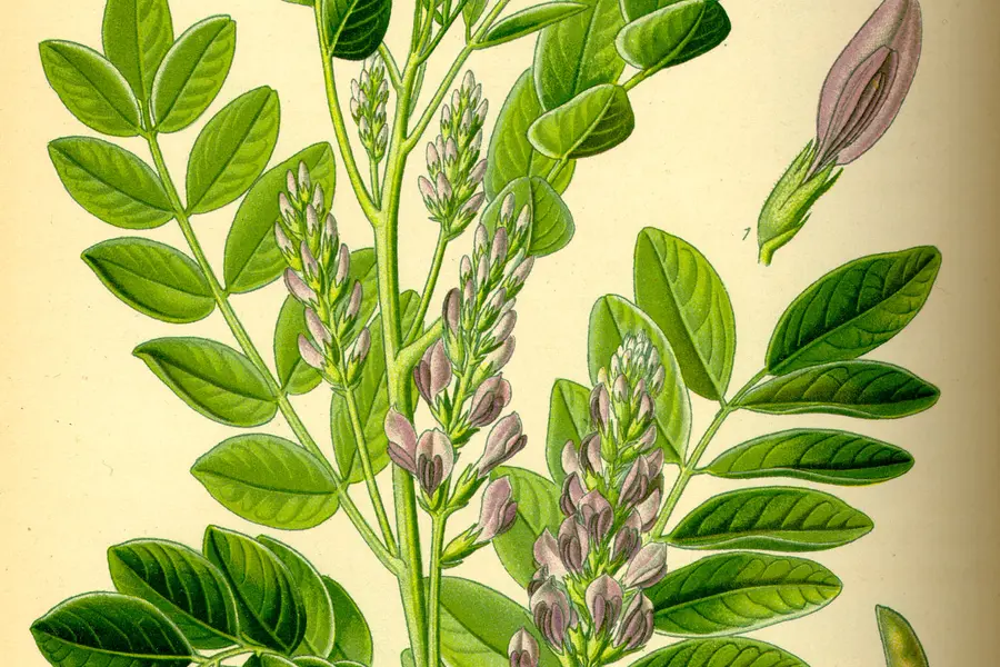 Réglisse (Glycyrrhiza glabra)