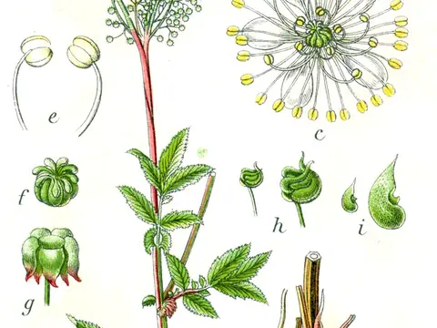 Reine-des-prés (Filipendula ulmaria)