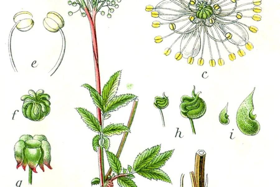 Reine-des-prés (Filipendula ulmaria)