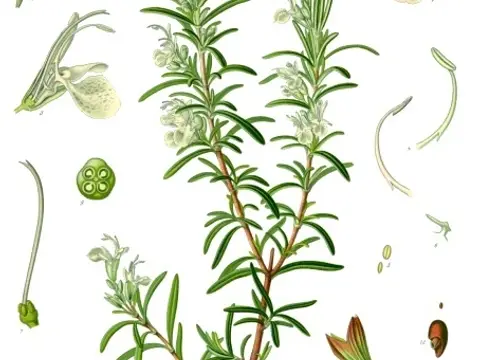 Romarin (Salvia rosmarinus)