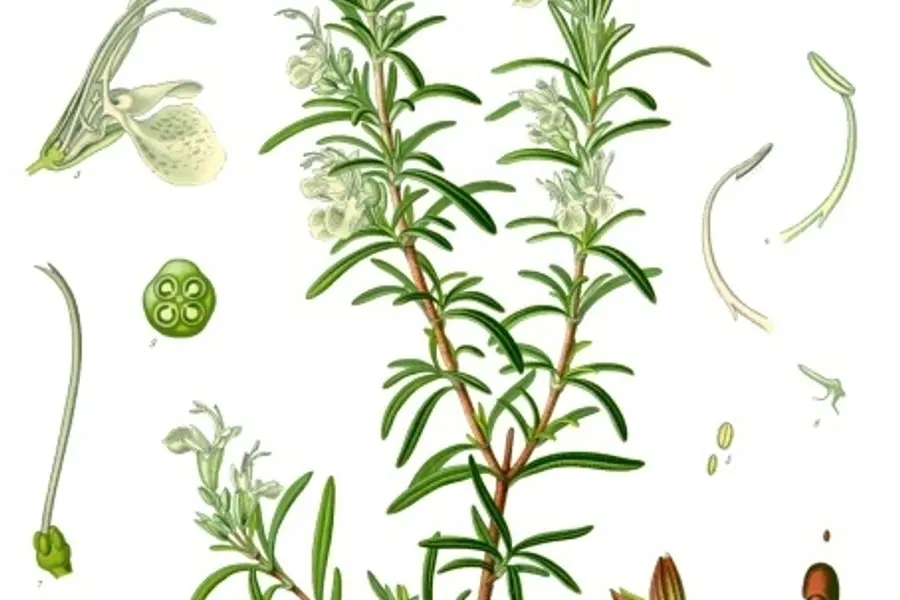 Romarin, plante de clarté