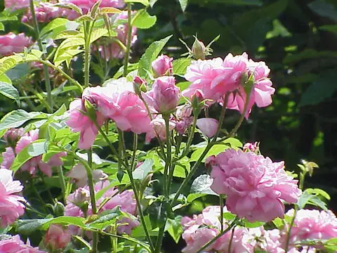 Rose (Rosa × damascena)