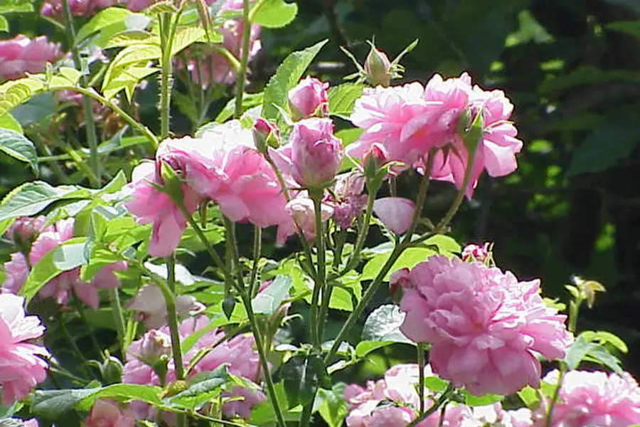Rose (Rosa × damascena)