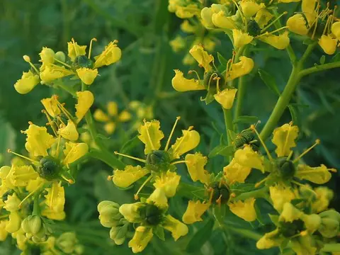 Rue (Ruta graveolens)