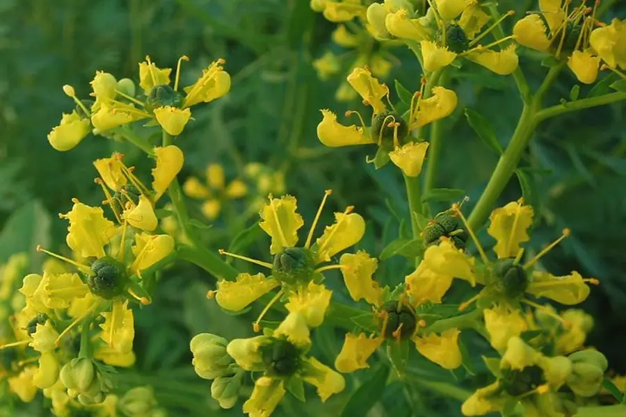 Rue (Ruta graveolens)