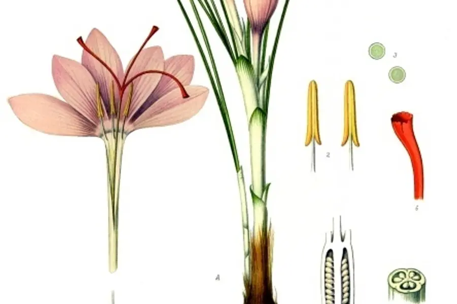Safran (Crocus sativus)