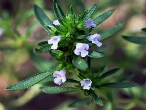Sarriette (Satureja hortensis)