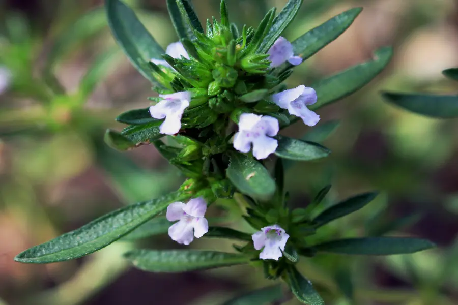 Sarriette (Satureja hortensis)