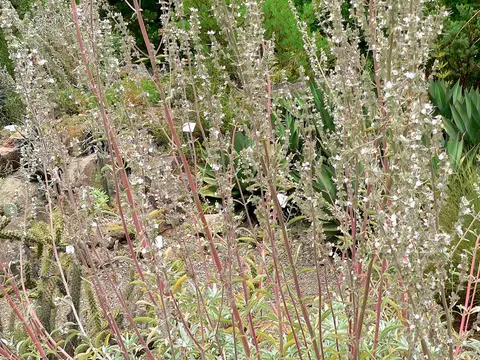 Sauge blanche (Salvia apiana)