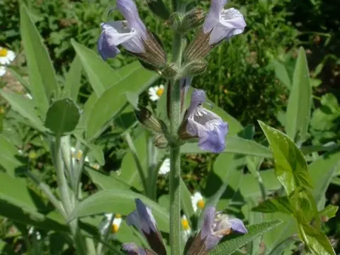 Sauge officinale (Salvia officinalis)