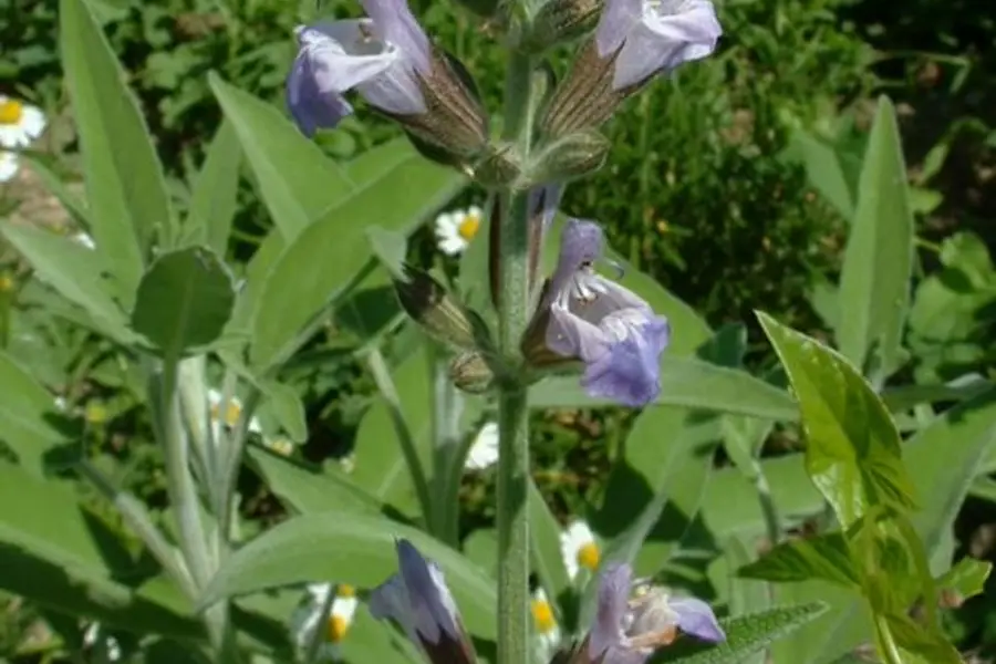 Sauge officinale au jardin