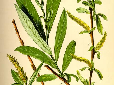 Saule blanc (Salix alba)