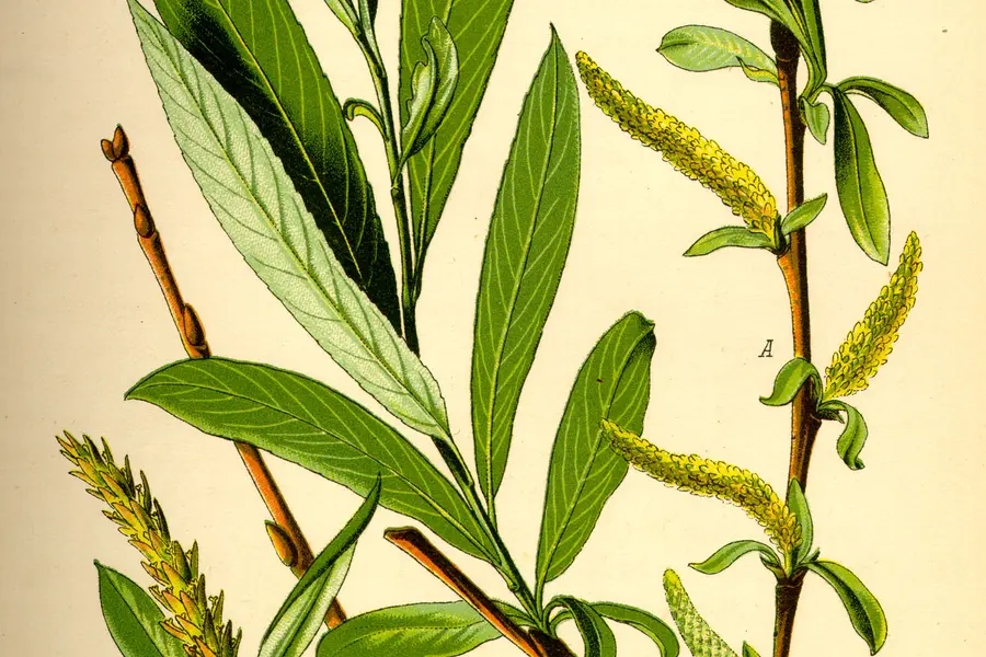 Saule blanc (Salix alba)