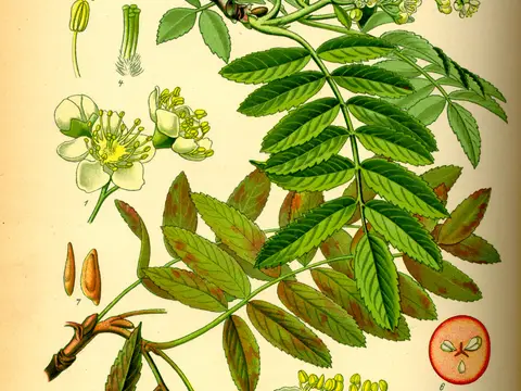 Sorbier des oiseleurs (Sorbus aucuparia)