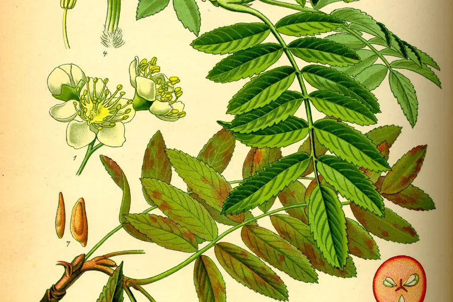 Sorbier des oiseleurs (Sorbus aucuparia)