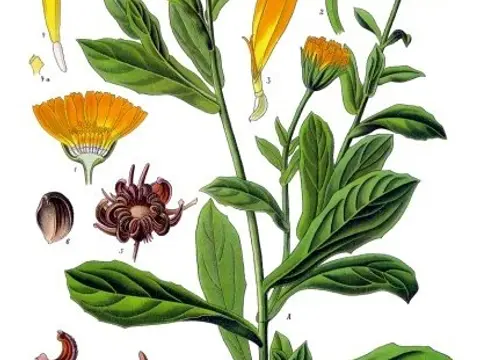 Souci (Calendula officinalis)