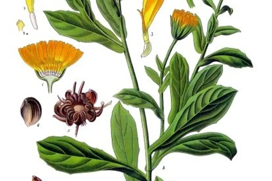 Souci (Calendula officinalis)