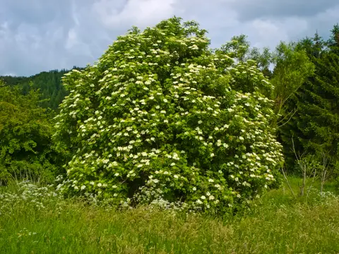 Sureau noir (Sambucus nigra)