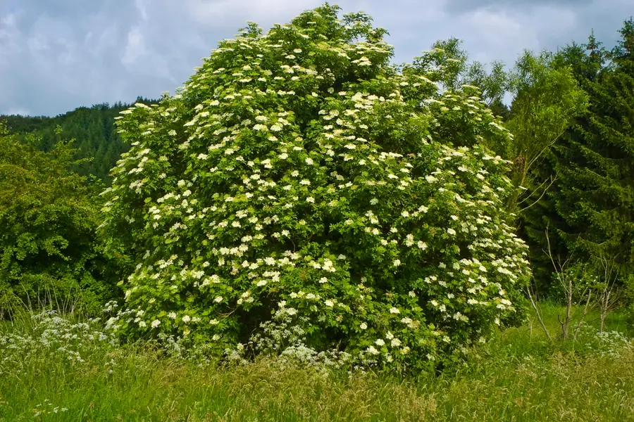 Sureau noir, arbre des fées