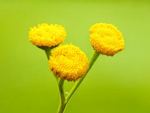 Tanaisie (Tanacetum vulgare)