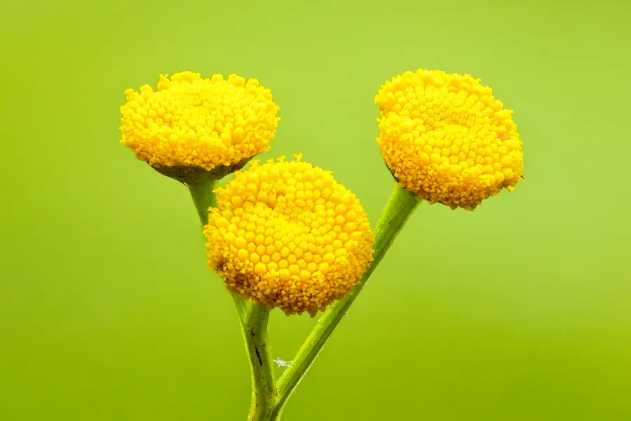 Tanaisie (Tanacetum vulgare)