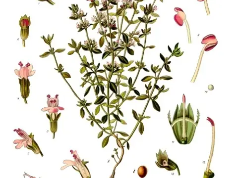 Thym (Thymus vulgaris)