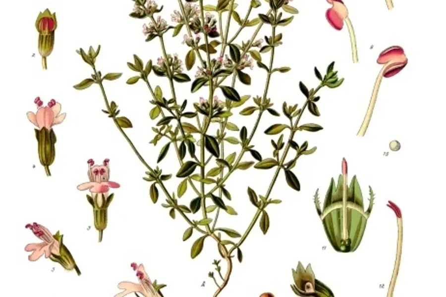 Thym (Thymus vulgaris)