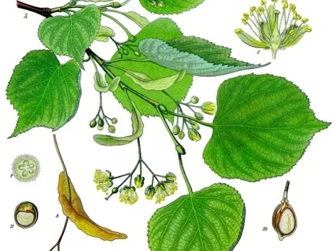 Tilleul (Tilia cordata)