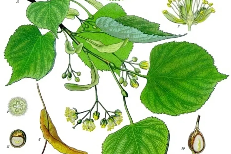 Tilleul (Tilia cordata)