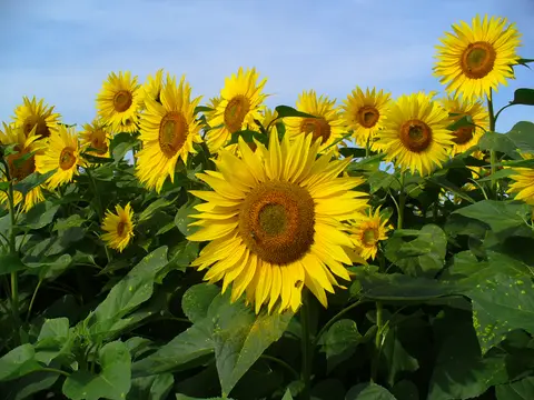 Tournesol (Helianthus annuus)