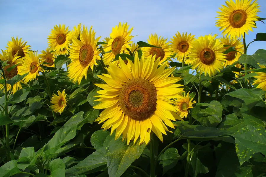 Tournesol (Helianthus annuus)