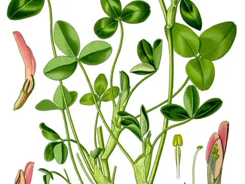 Trèfle (Trifolium pratense)