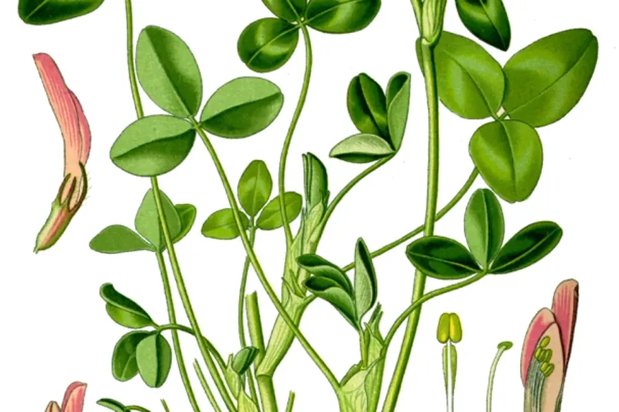 Trèfle (Trifolium pratense)