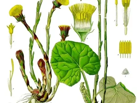 Tussilage (Tussilago farfara)