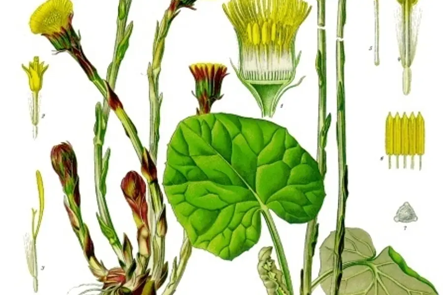 Tussilage (Tussilago farfara)
