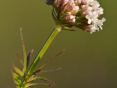 Valériane (Valeriana officinalis)