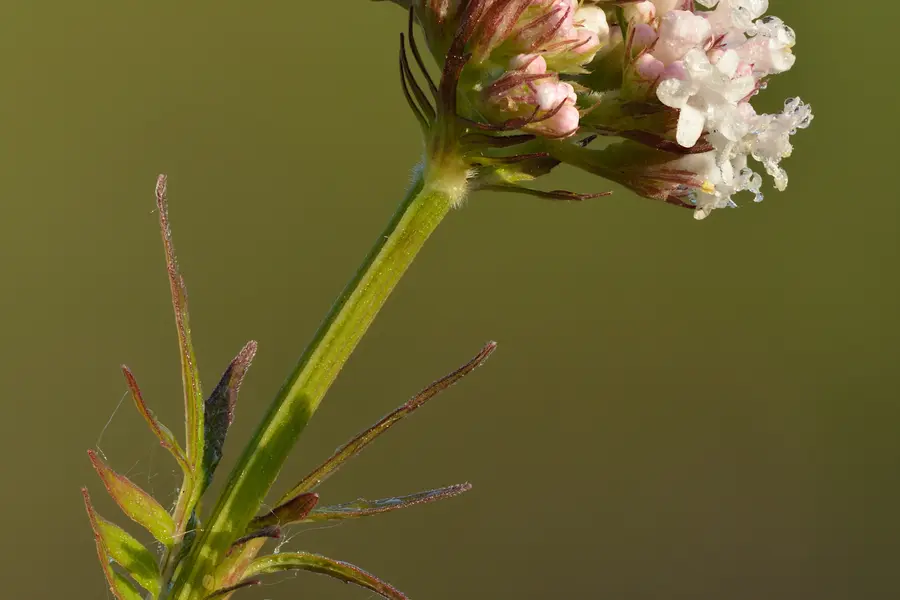Valériane (Valeriana officinalis)