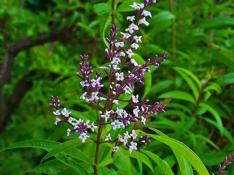 Verveine citronnelle (Aloysia citrodora)