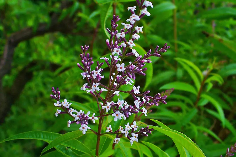 Verveine citronnelle (Aloysia citrodora)
