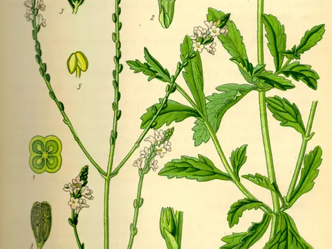 Verveine officinale (Verbena officinalis)