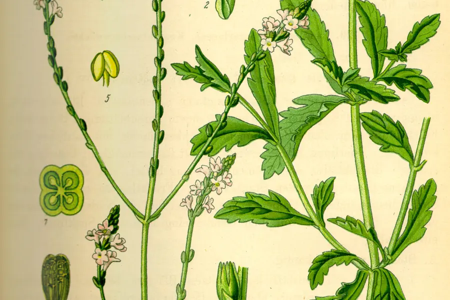 Verveine officinale (Verbena officinalis)